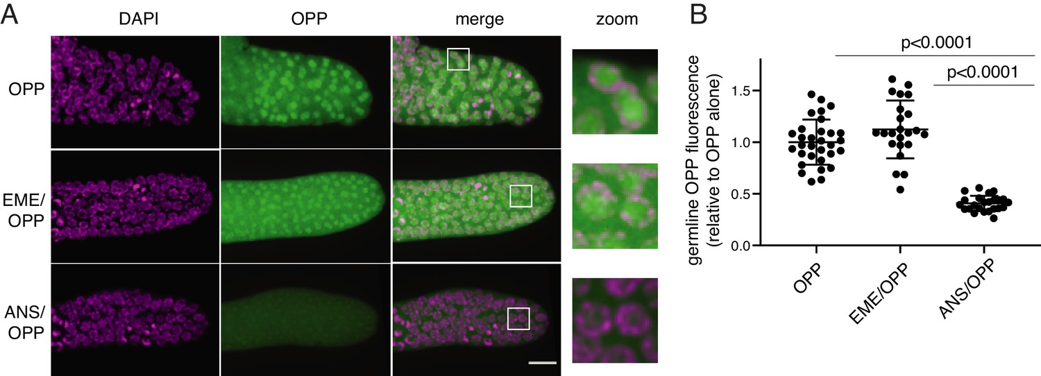 Puromycin Reactivity Does Not Accurately Localize Translation At The