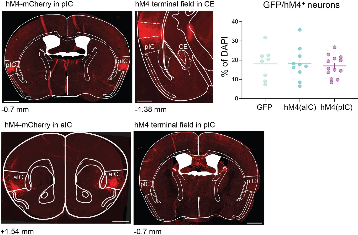 Figures and data in The amygdala instructs insular feedback for ...