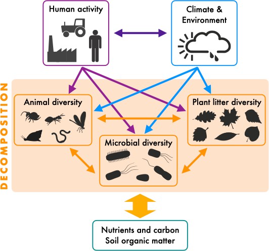 ecosystems-the-diversity-of-decay-elife