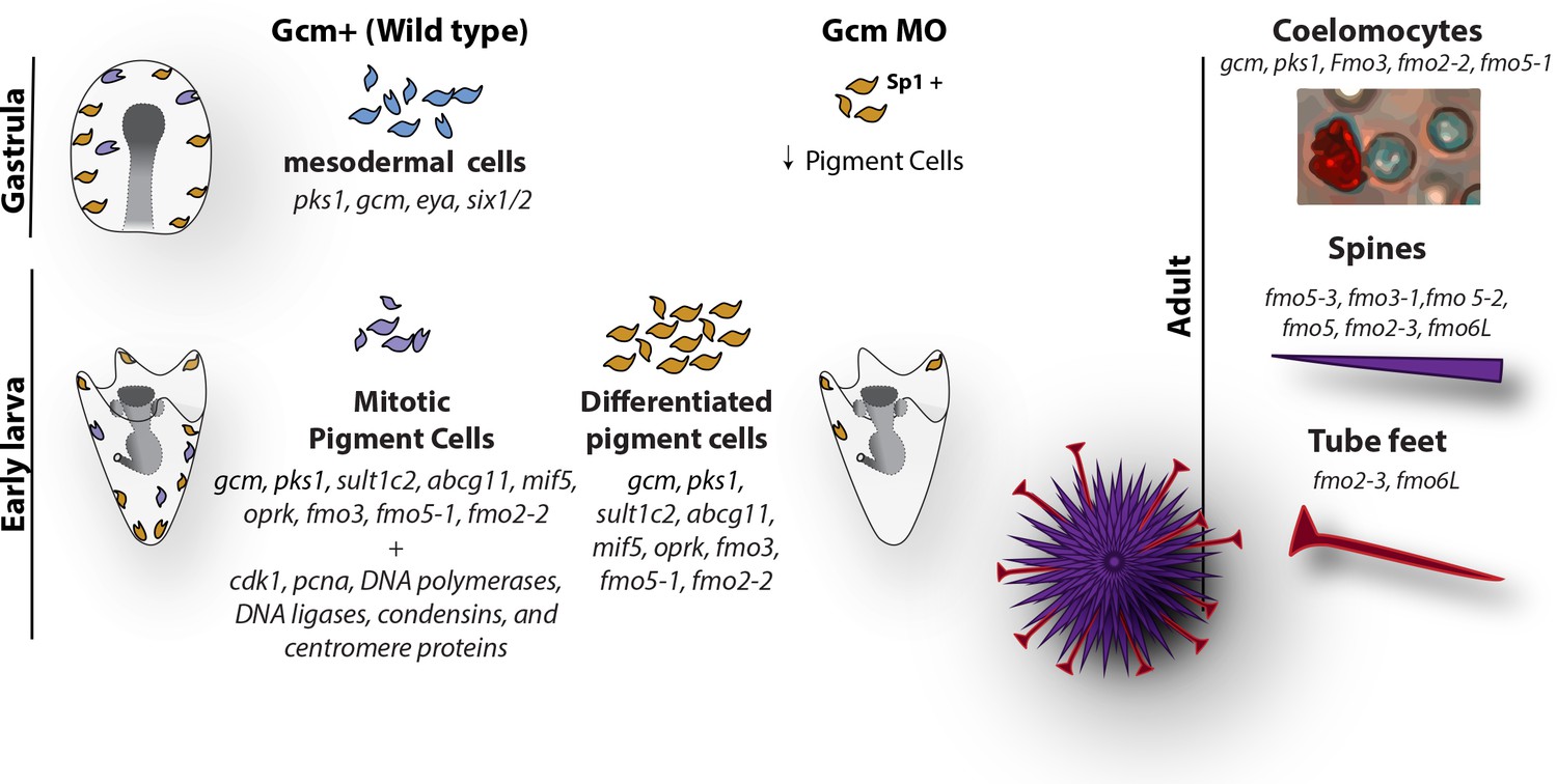 pigment cells