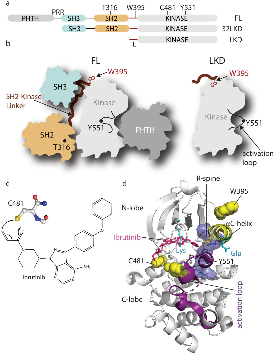 Differential Impact Of BTK Active Site Inhibitors On The Conformational ...