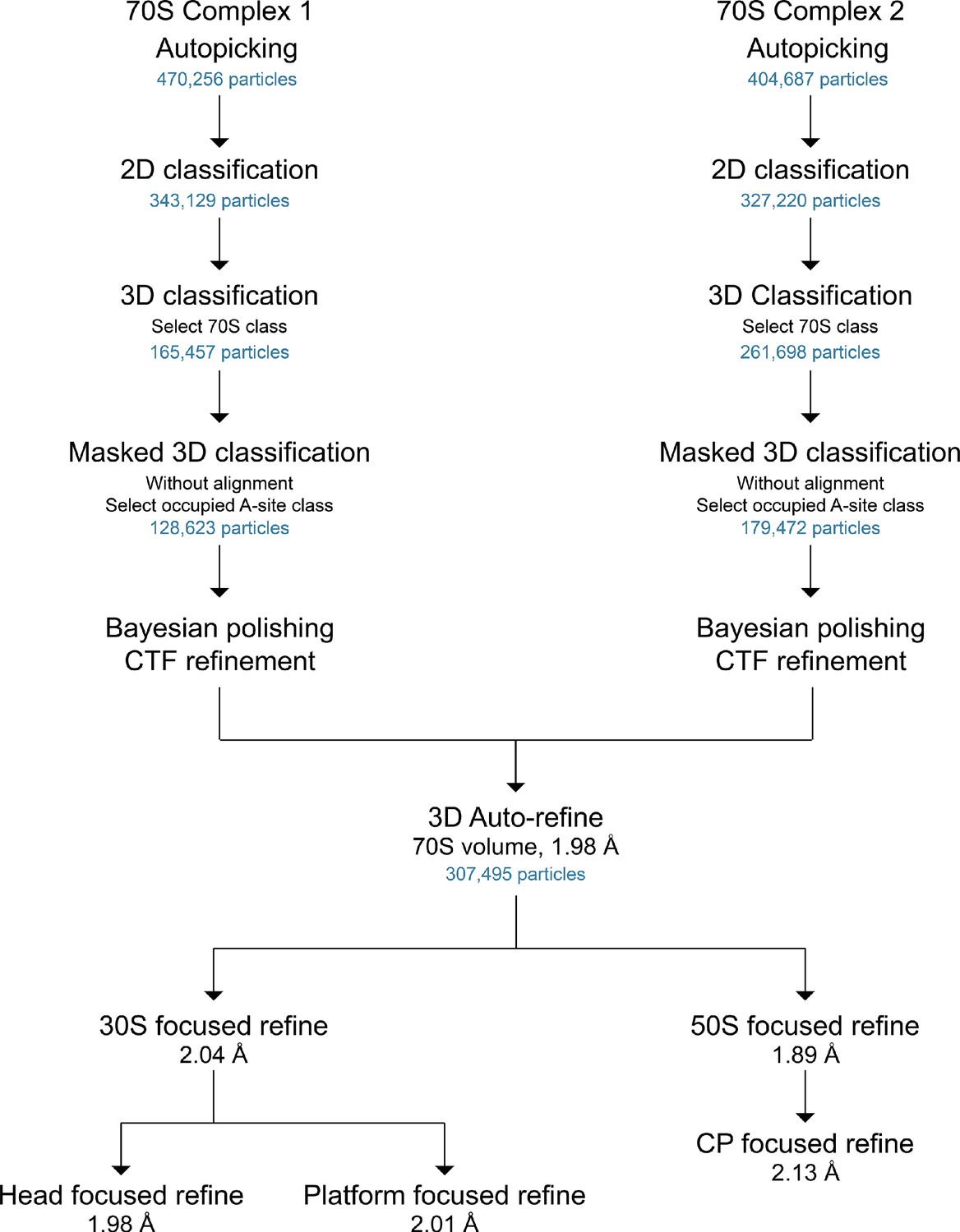 Structure Of The Bacterial Ribosome At 2 A Resolution Elife