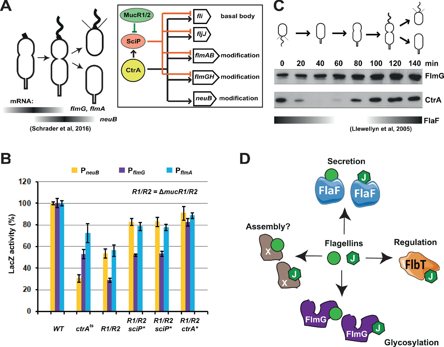 Figures and data in Specificity in glycosylation of multiple flagellins ...