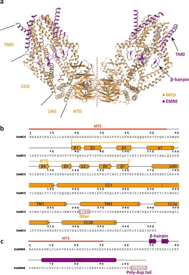 Figures And Data In Structural Insights Into The Ca Dependent Gating