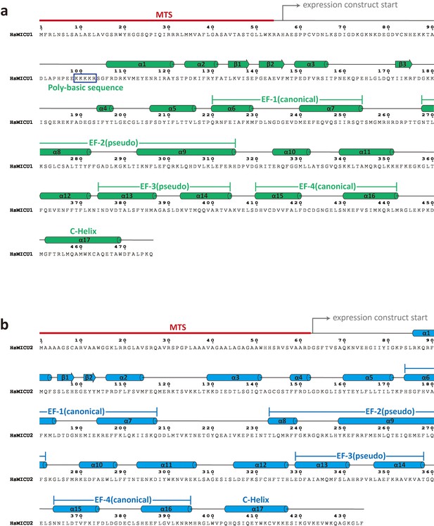 Figures and data in Structural insights into the Ca2+-dependent gating ...