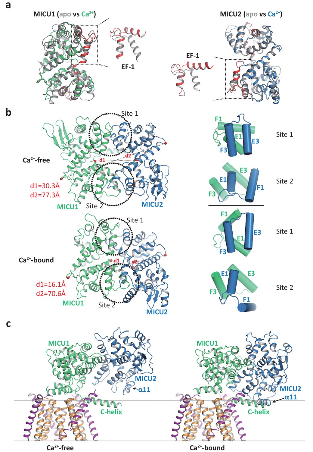 Figures And Data In Structural Insights Into The Ca2 Dependent Gating