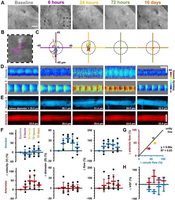 Label-free Imaging Of Immune Cell Dynamics In The Living Retina Using ...