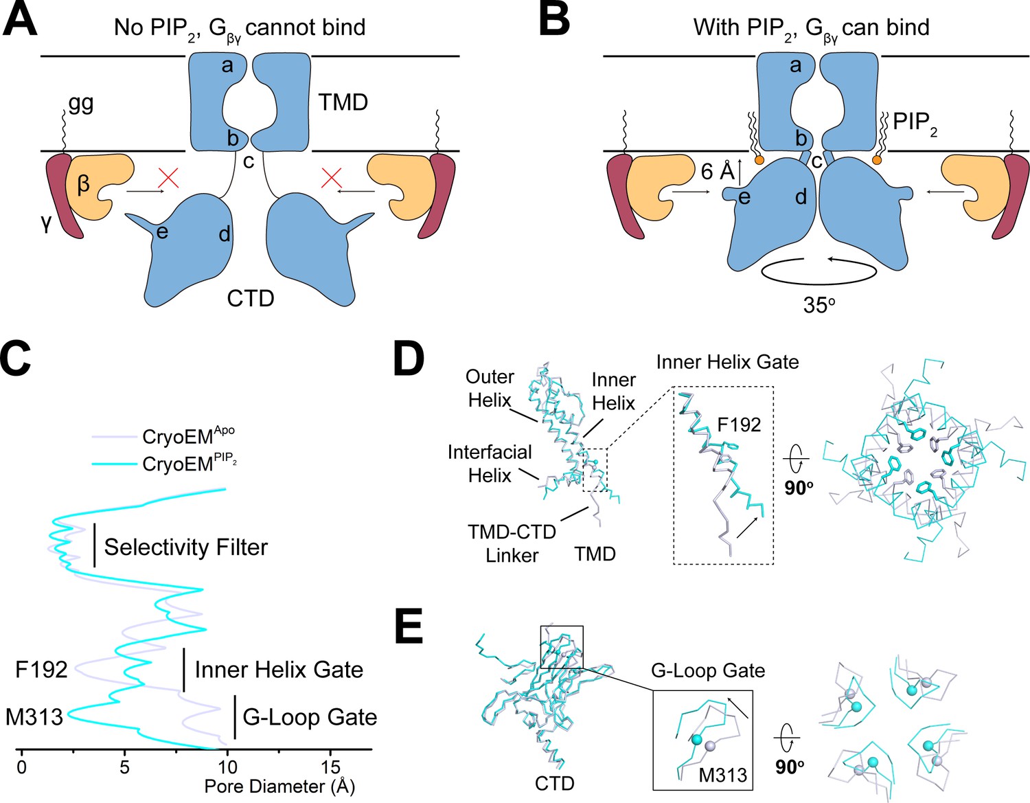 Figures And Data In Cryo-EM Analysis Of PIP2 Regulation In Mammalian ...