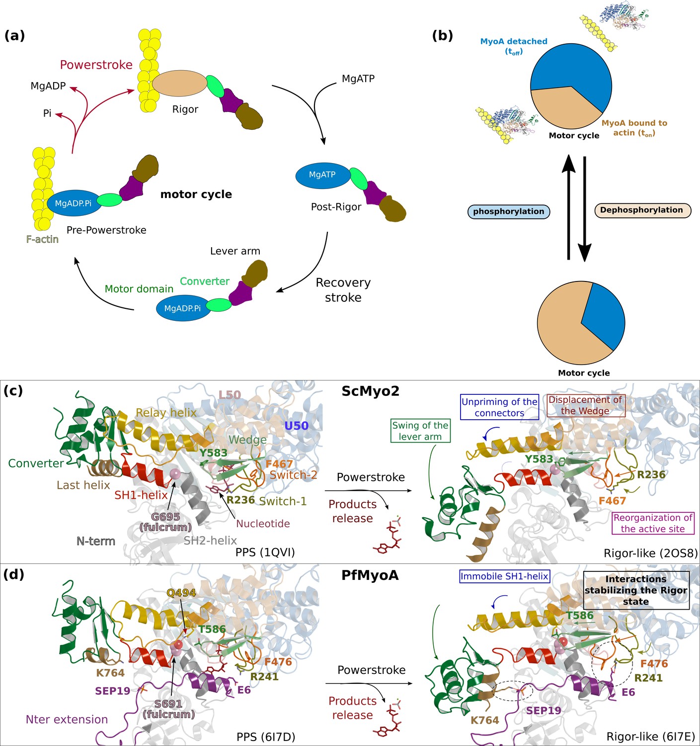 Full Length Plasmodium Falciparum Myosin A And Essential Light Chain Pfelc Structures Provide New Anti Malarial Targets Elife