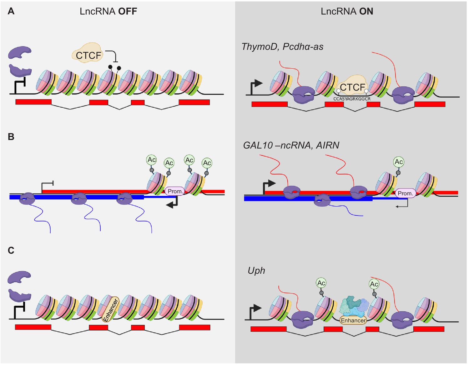 Beyond The Rna Dependent Function Of Lncrna Genes Elife 0125