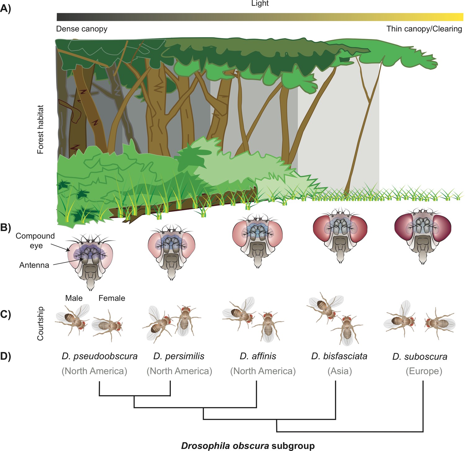 Evolution: Shining A Light On The Origin Of Fly Species | ELife