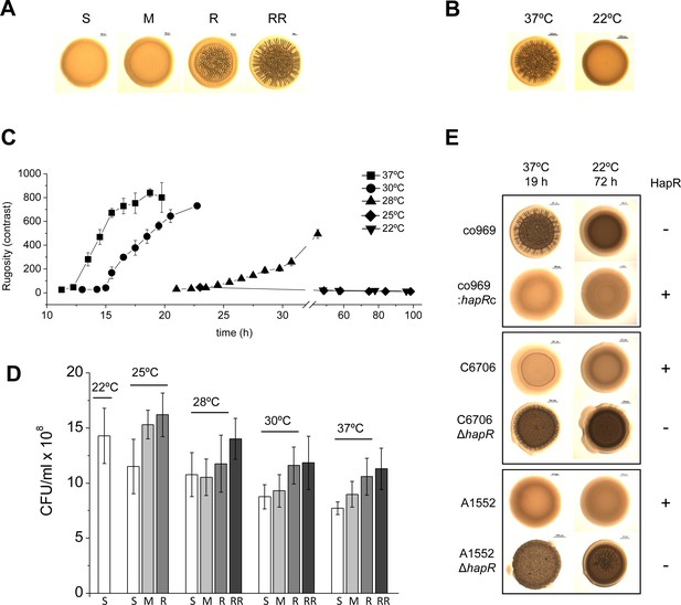 Figures And Data In BipA Exerts Temperature-dependent Translational ...