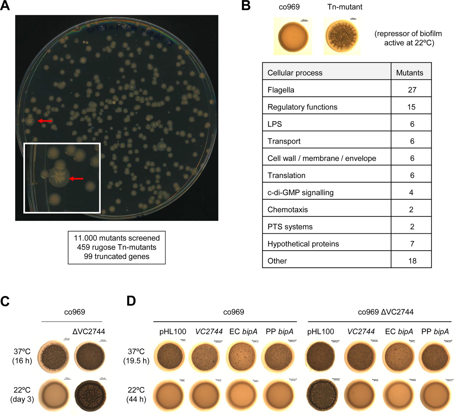 E Coli Plate Morphology