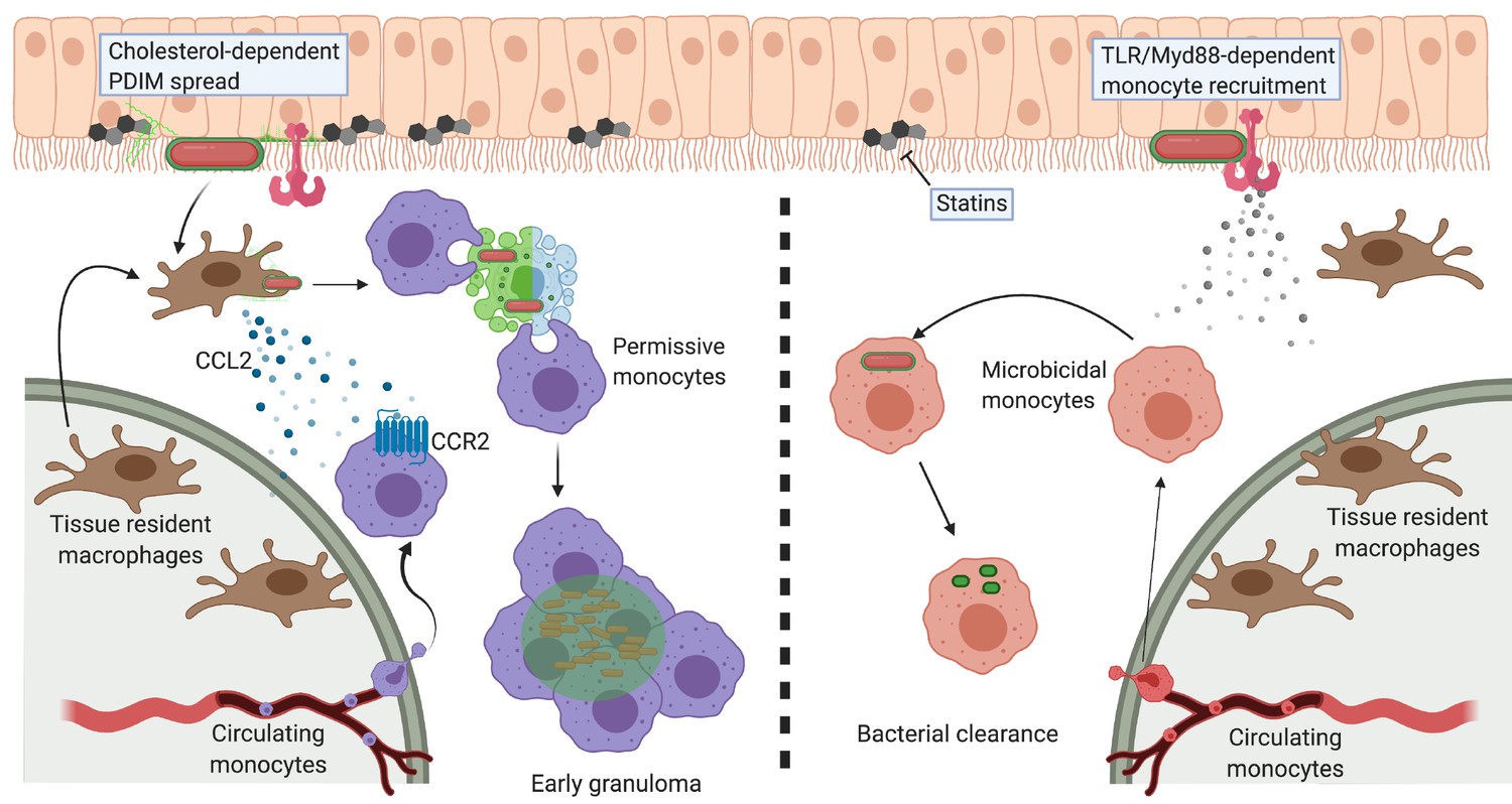 Figures and data in Spreading of a mycobacterial cell-surface lipid ...