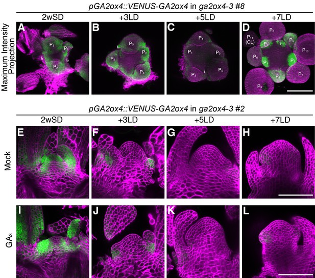 Regulation Of Shoot Meristem Shape By Photoperiodic Signaling And ...