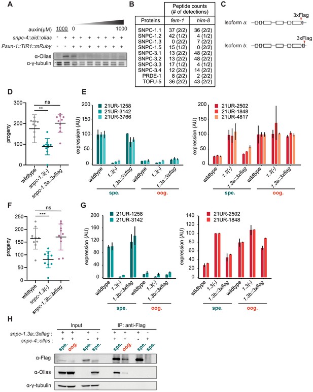 Figures And Data In Snpc 1 3 Is A Sex Specific Transcription Factor That Drives Male Pirna