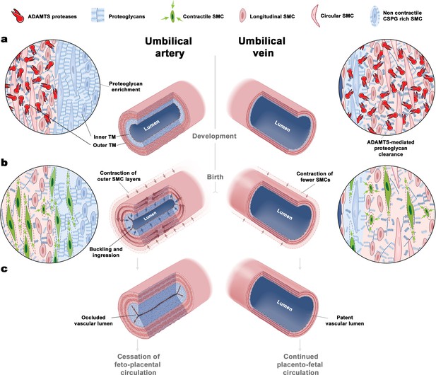 Vascular dimorphism ensured by regulated proteoglycan dynamics favors ...