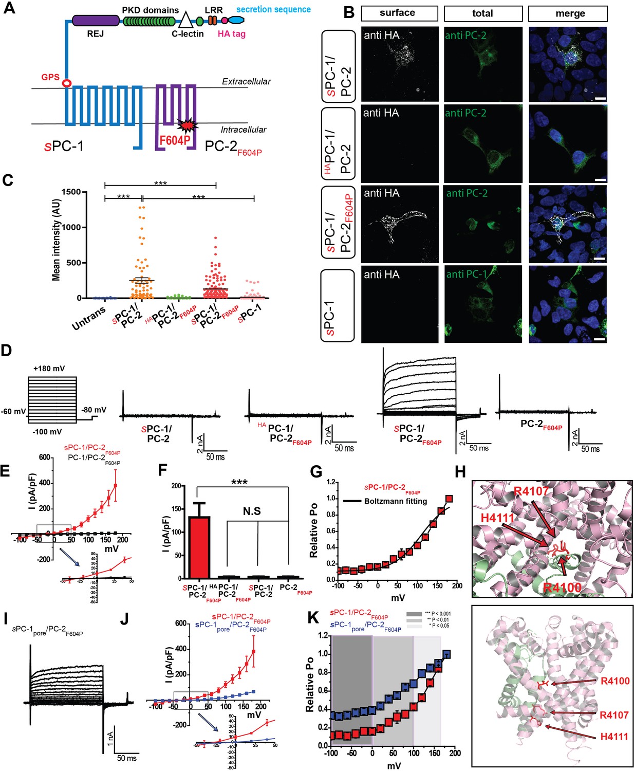 The heteromeric PC-1/PC-2 polycystin complex is activated by the PC-1 N ...