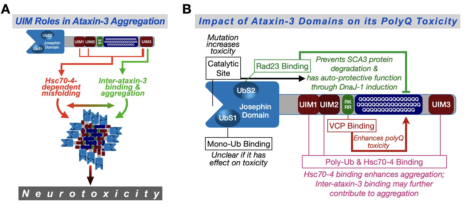 Ubiquitin-interacting motifs of ataxin-3 regulate its ...