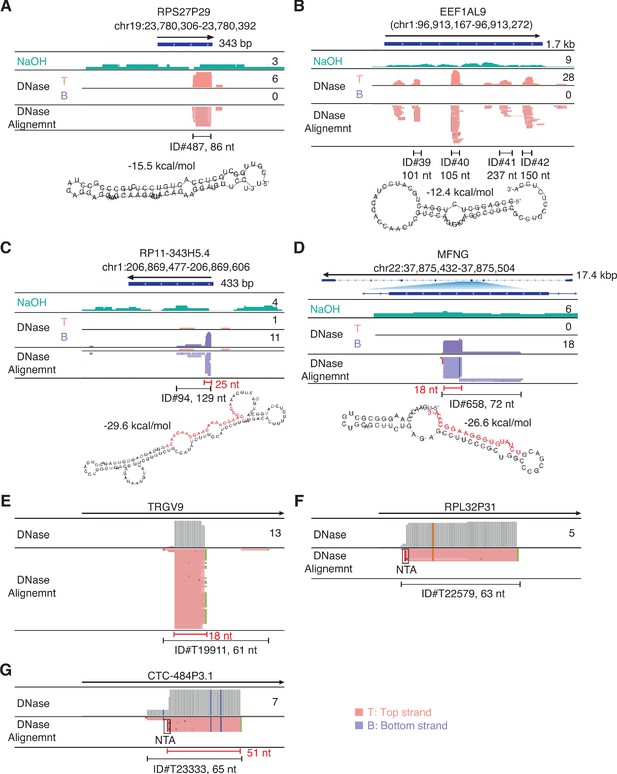 Figures and data in Identification of protein-protected mRNA fragments ...