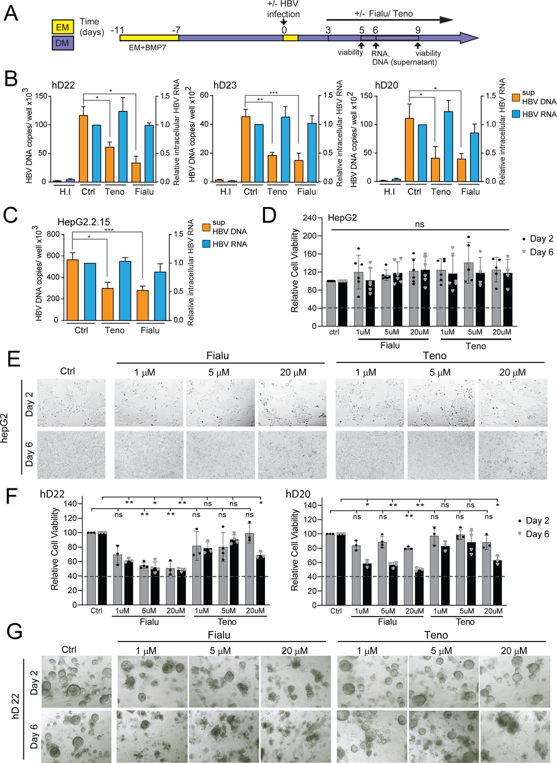 Application of human liver organoids as a patient-derived primary 