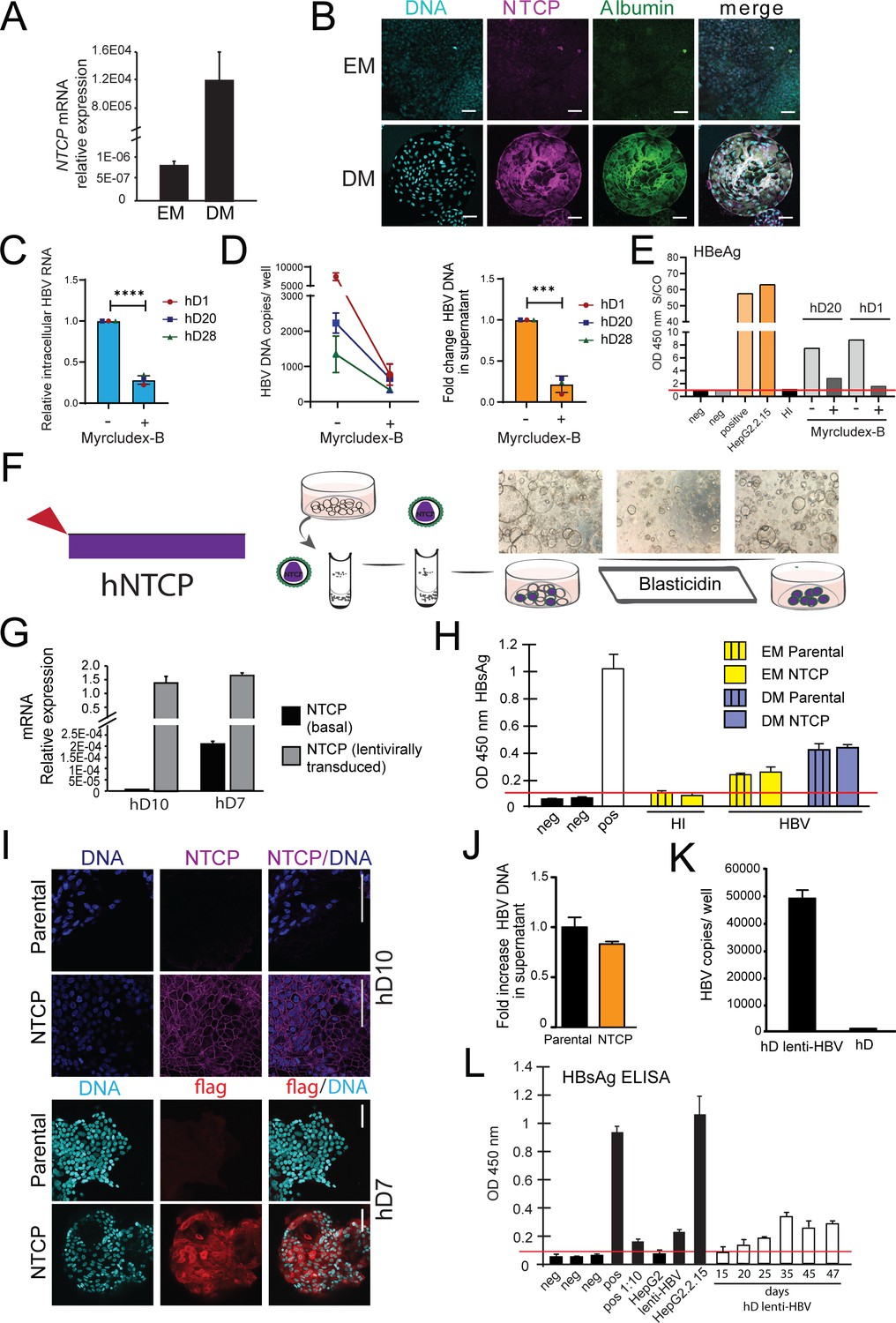 Application of human liver organoids as a patient-derived primary model ...