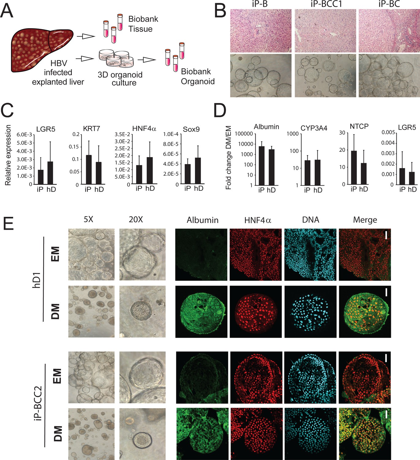 Application of human liver organoids as a patient-derived primary 