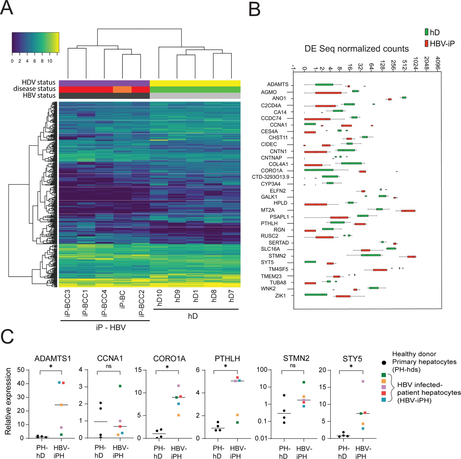 Application of human liver organoids as a patient-derived
