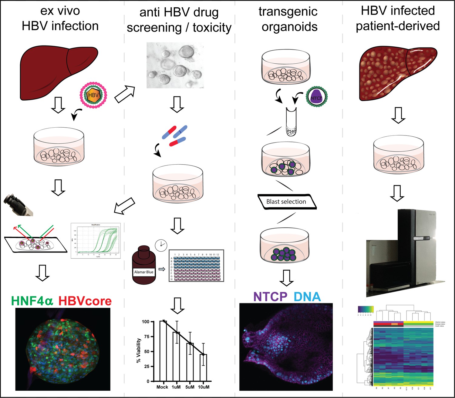 雑誌　TISSUE No.4 Application of human liver organoids as a patient-derived