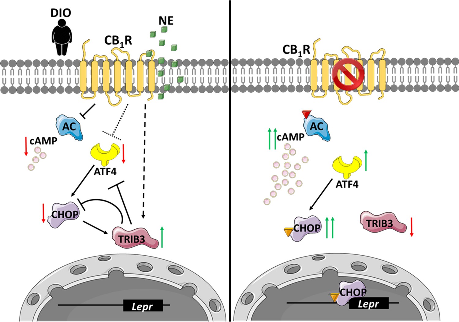 CB1R Regulates Soluble Leptin Receptor Levels Via CHOP, Contributing To ...