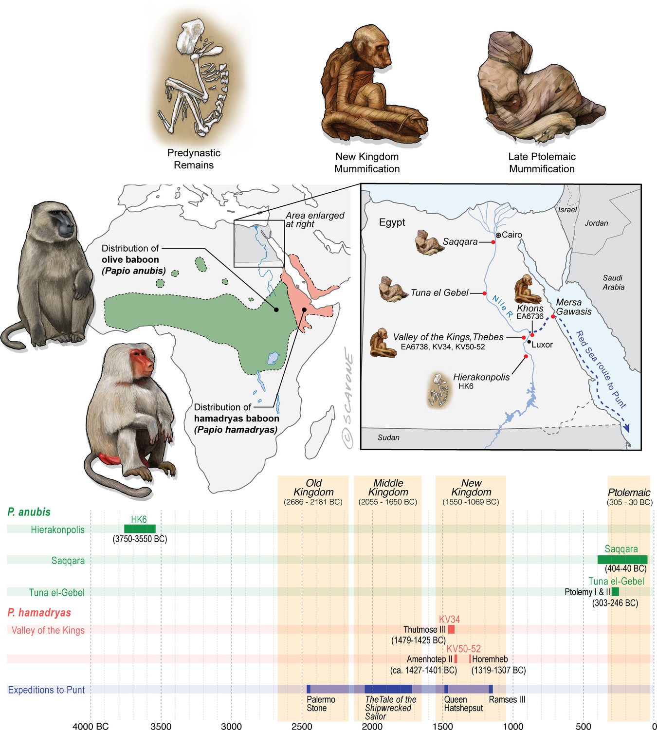 Mummified Baboons Reveal The Far Reach Of Early Egyptian Mariners Elife