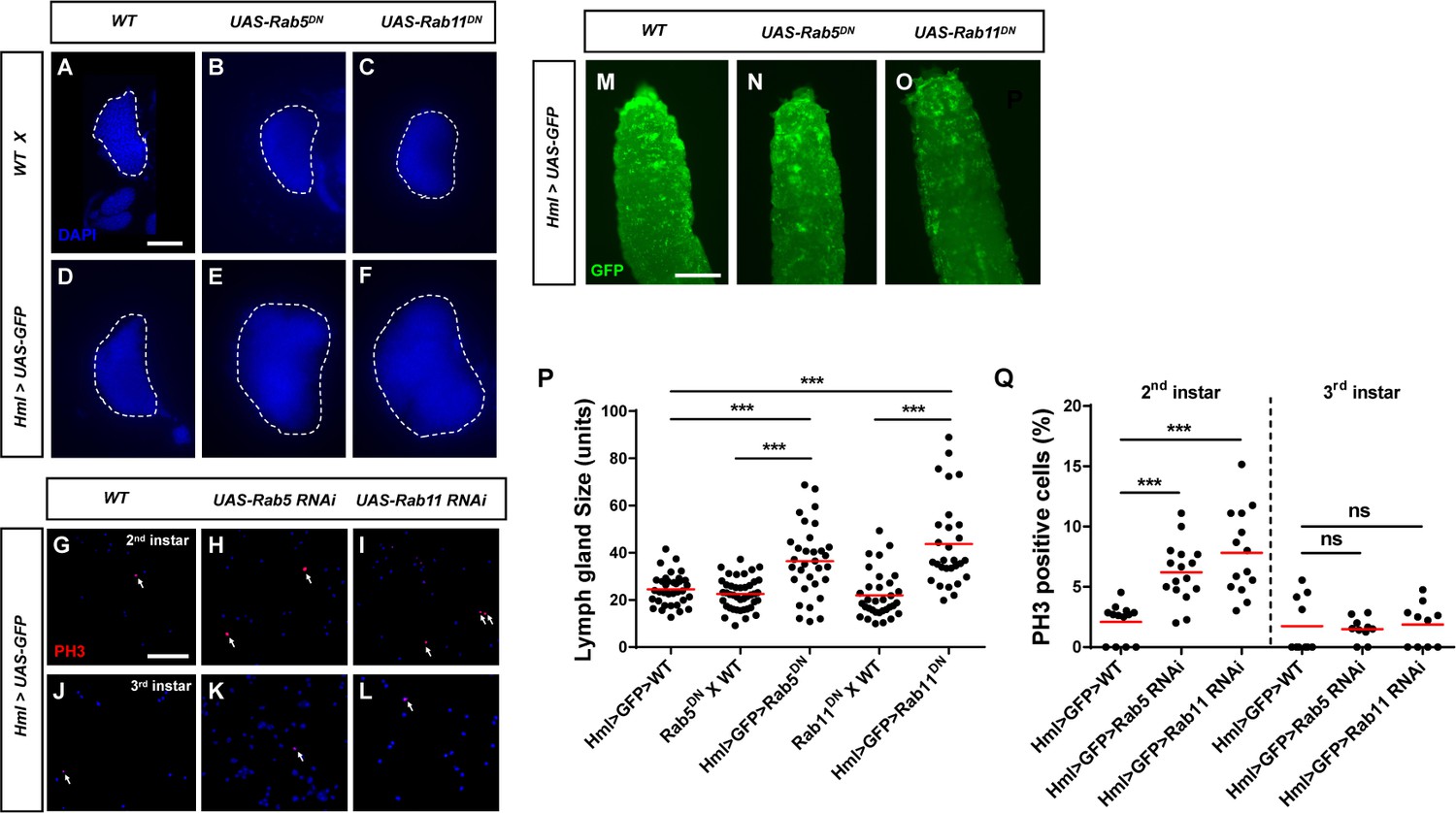 Figures and data in Rab5 and Rab11 maintain hematopoietic homeostasis ...