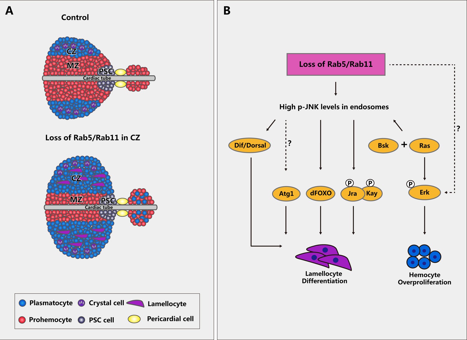 Rab5 and Rab11 maintain hematopoietic homeostasis by restricting ...