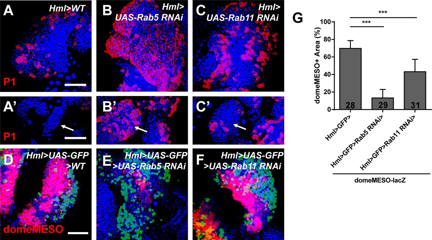 Figures and data in Rab5 and Rab11 maintain hematopoietic homeostasis ...