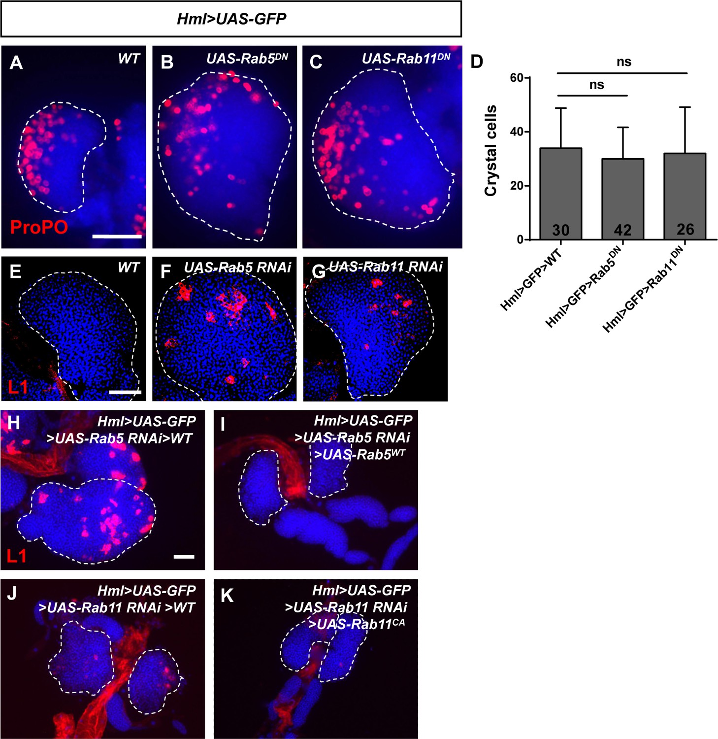 Figures and data in Rab5 and Rab11 maintain hematopoietic homeostasis ...