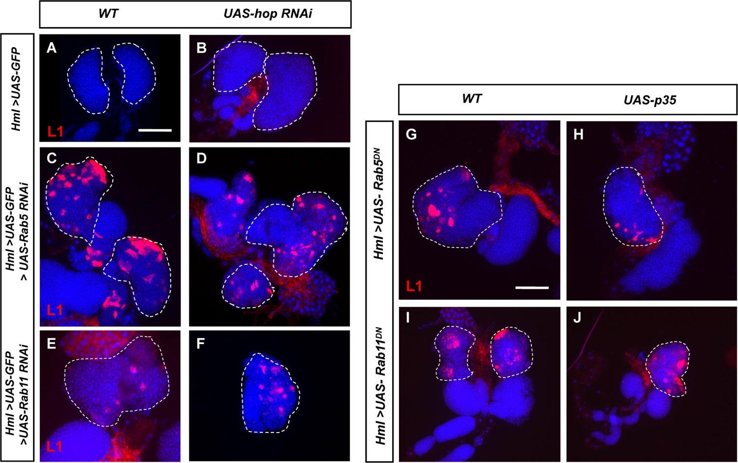 Figures and data in Rab5 and Rab11 maintain hematopoietic homeostasis ...