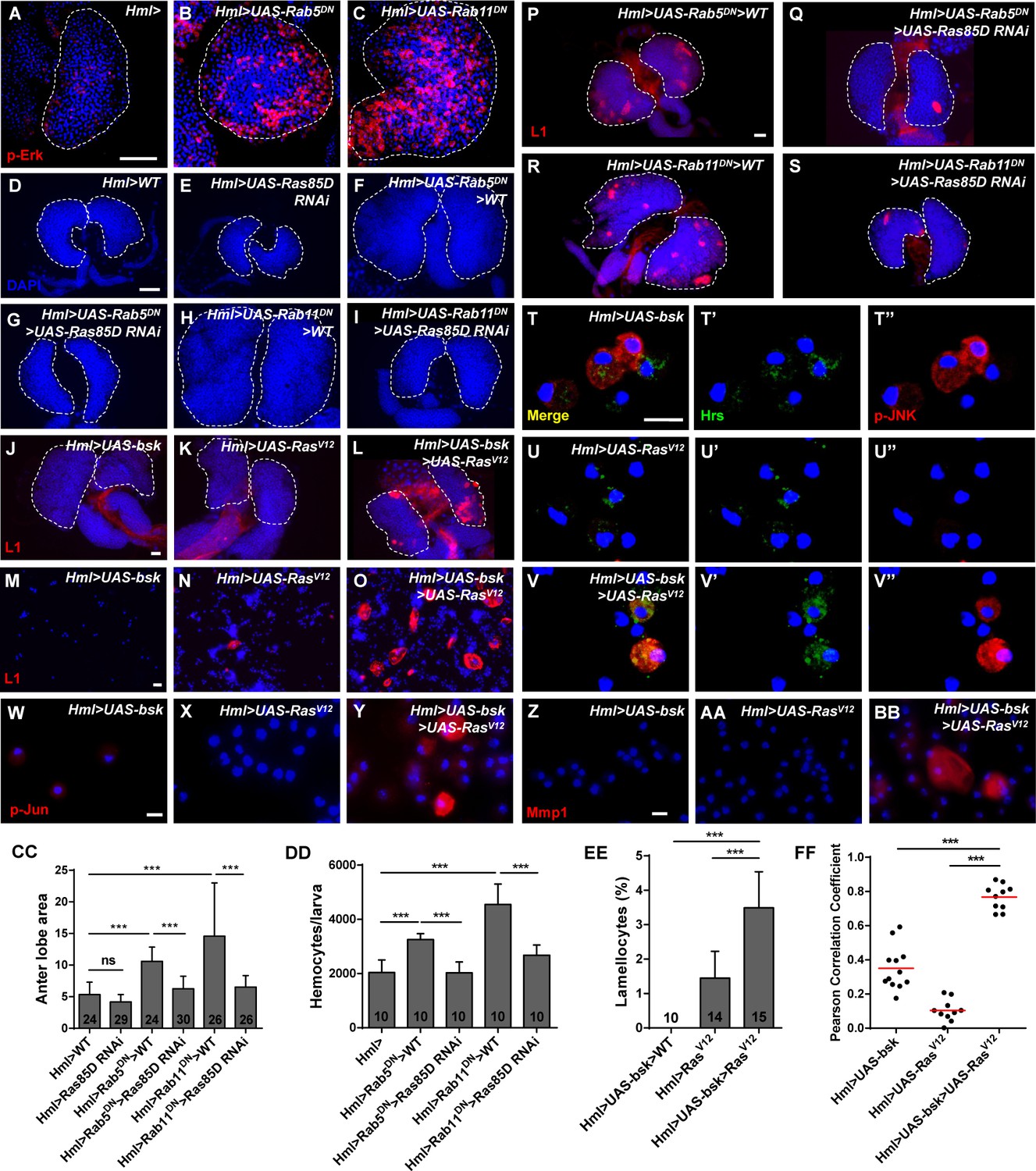 Rab5 and Rab11 maintain hematopoietic homeostasis by restricting ...