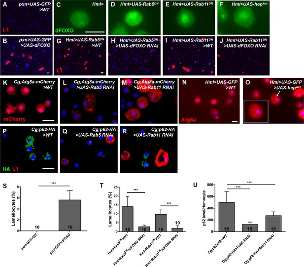 Figures and data in Rab5 and Rab11 maintain hematopoietic homeostasis ...