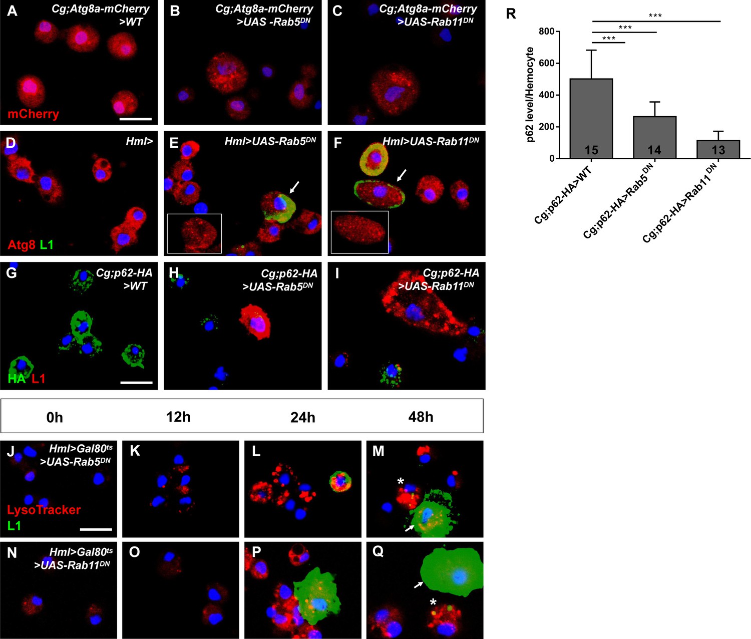 Rab5 and Rab11 maintain hematopoietic homeostasis by restricting ...