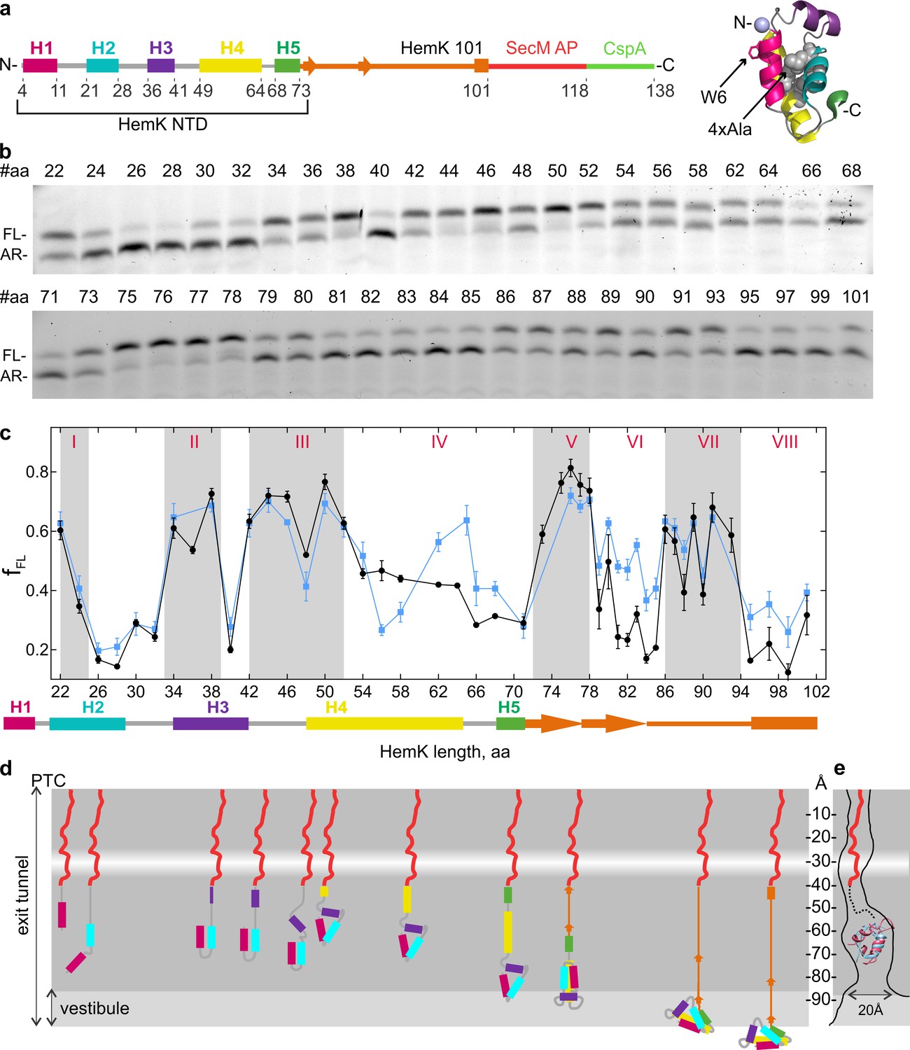 Gradual Compaction Of The Nascent Peptide During Cotranslational Folding On The Ribosome Elife