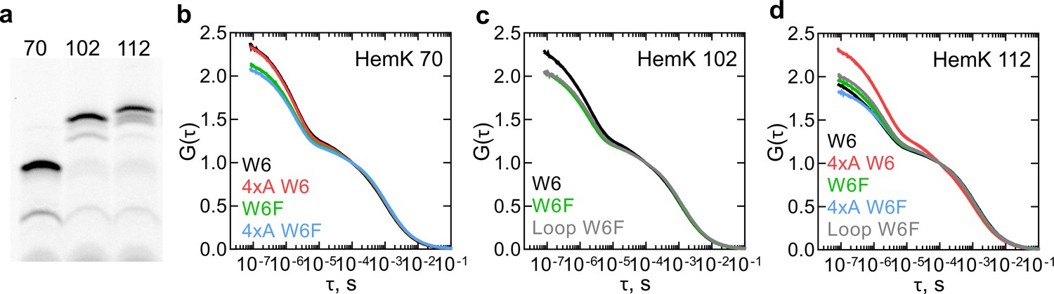 Gradual Compaction Of The Nascent Peptide During Cotranslational Folding On The Ribosome Elife