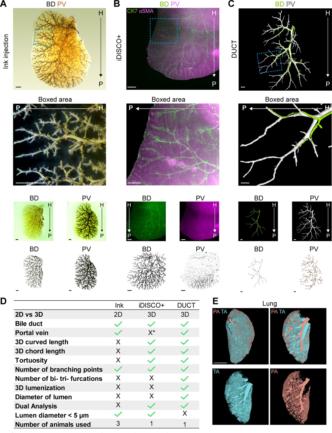 DUCT reveals architectural mechanisms contributing to bile duct