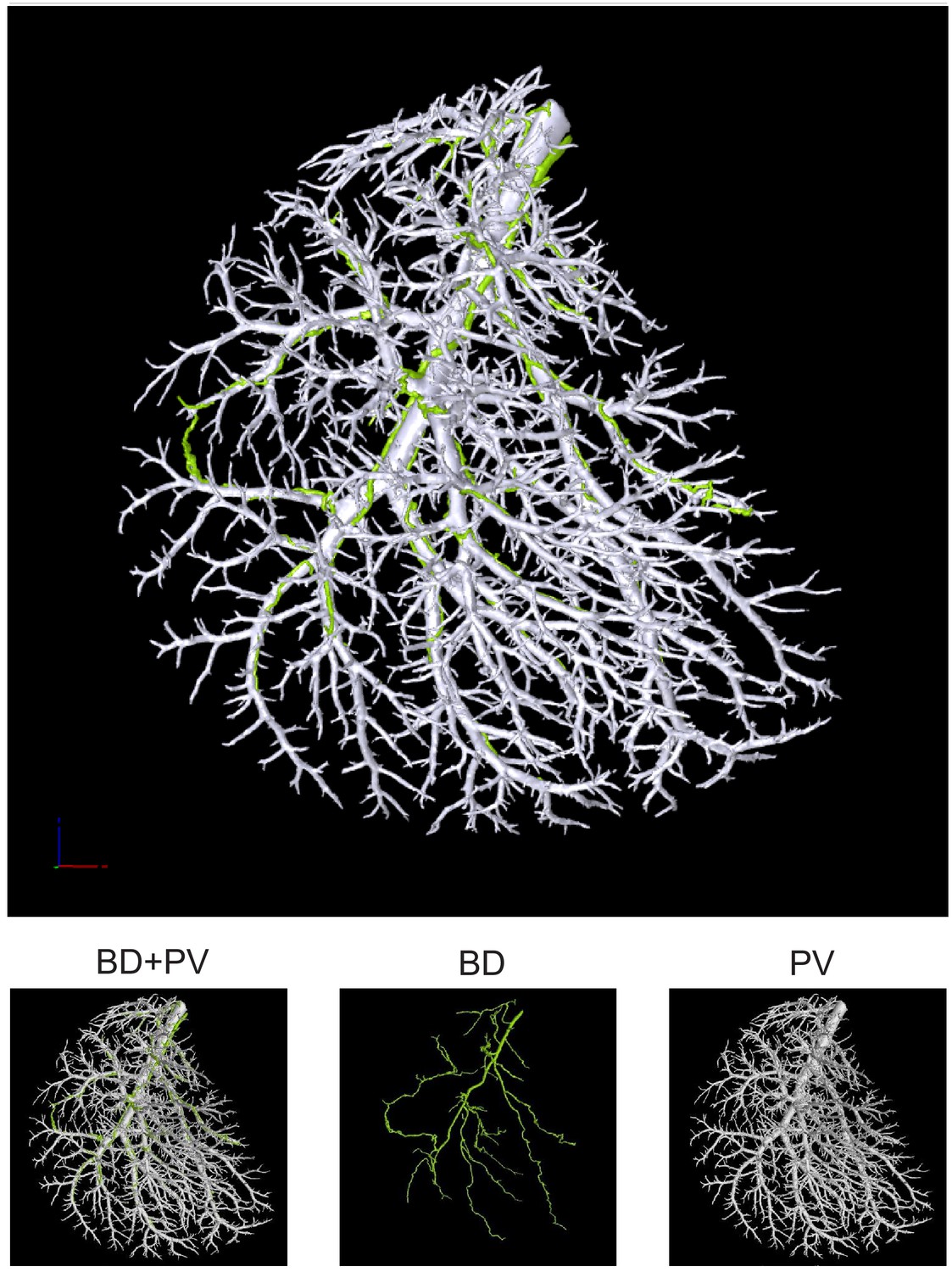 DUCT reveals architectural mechanisms contributing to bile duct