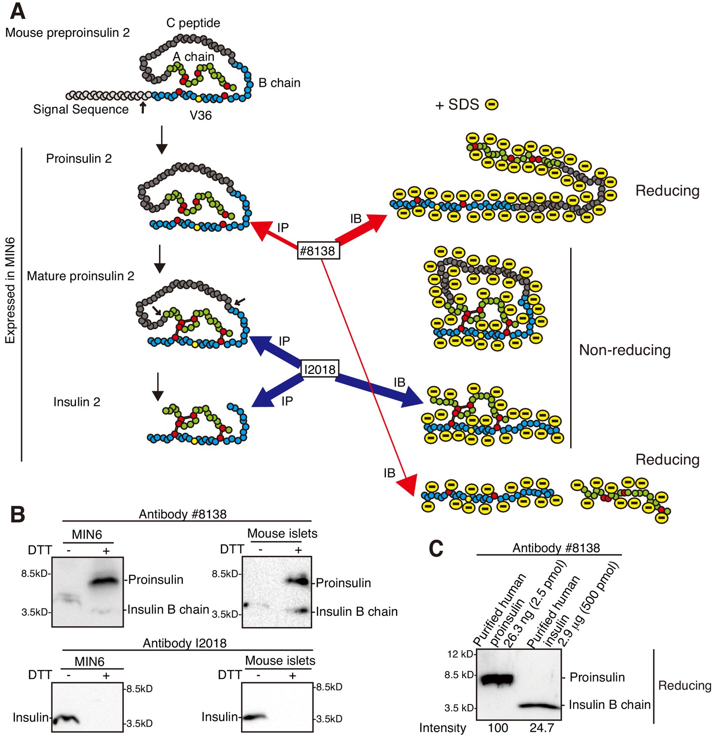 Antipsychotic olanzapine-induced misfolding of proinsulin in the ...