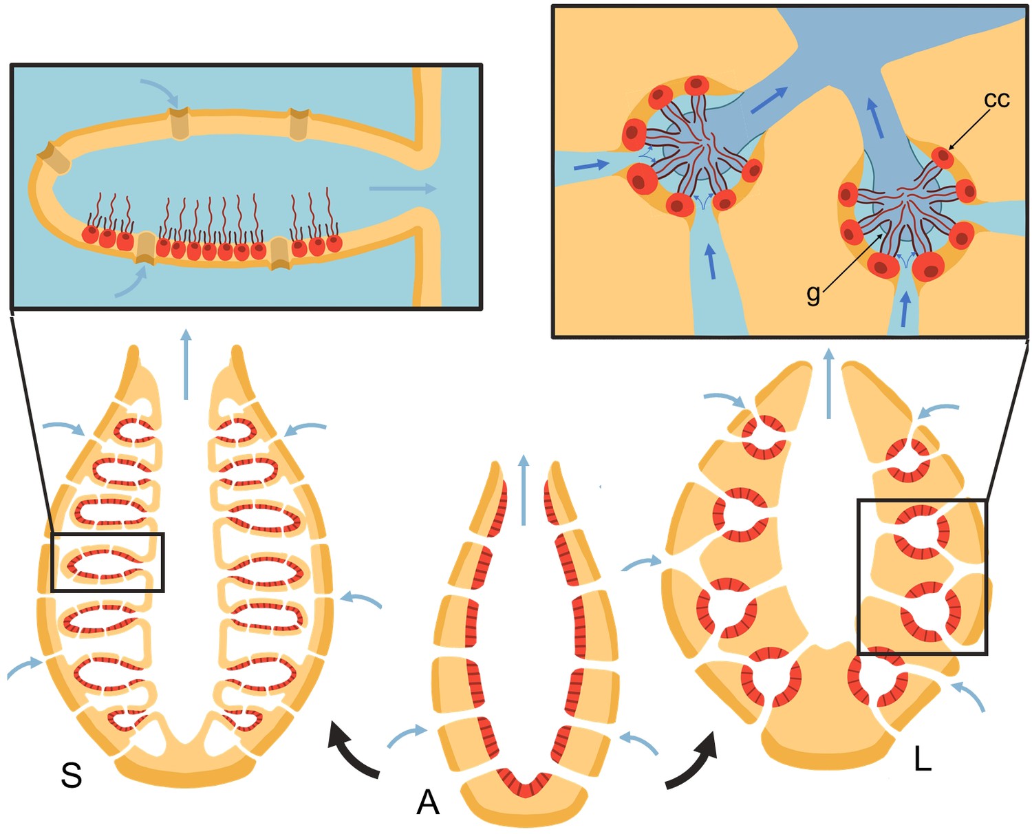 Sponges Have The Ability To Regenerate Damaged Parts Of Their Bodies at