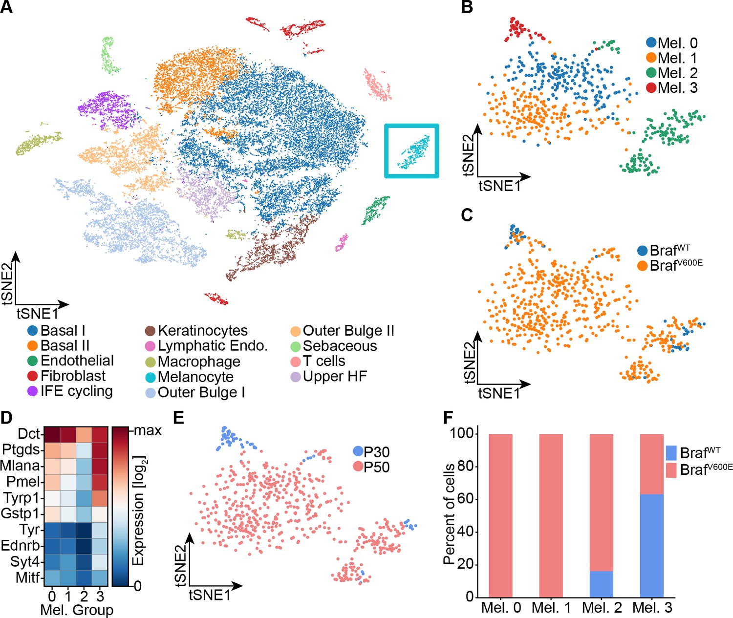 Dynamics of nevus development implicate cell cooperation in the growth ...