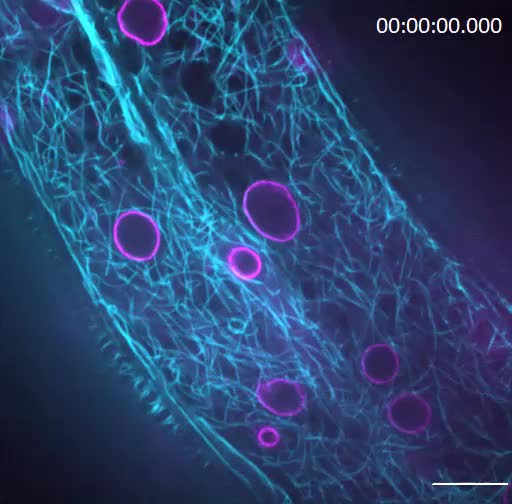 The Nesprin-1/-2 ortholog ANC-1 regulates organelle positioning in C ...