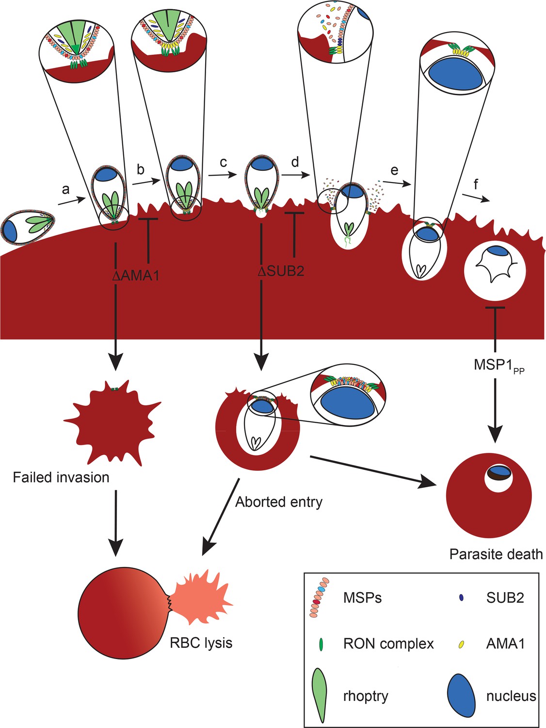 Frontiers  Erythrocyte tropism of malarial parasites: The reticulocyte  appeal