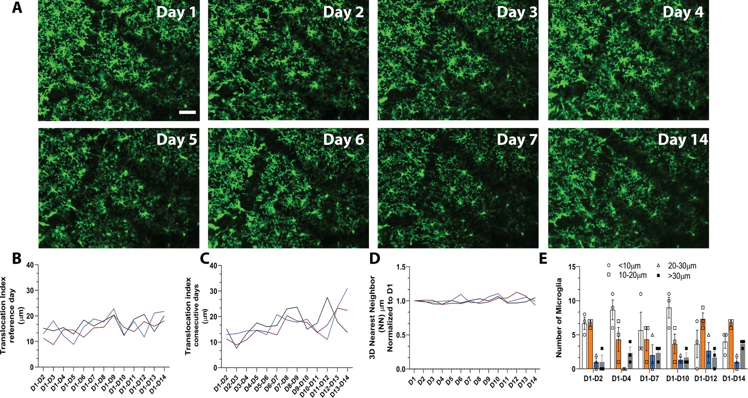 The role of P2Y12 in the kinetics of microglial self-renewal and 