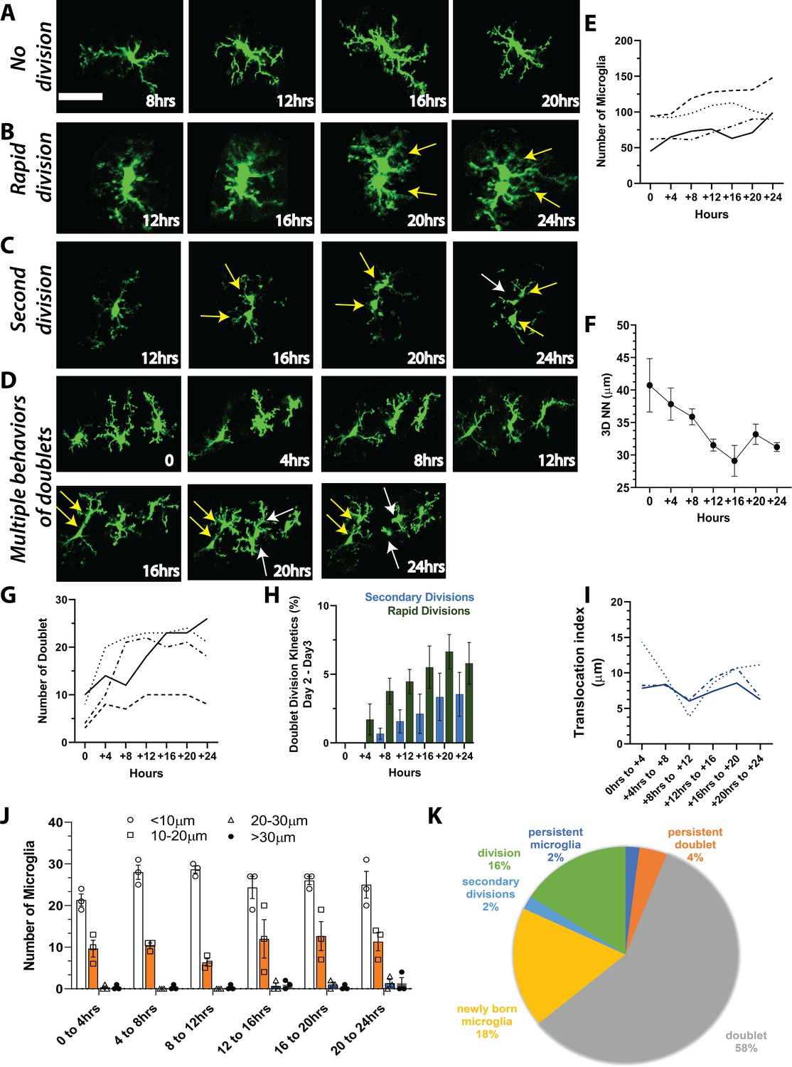 The role of P2Y12 in the kinetics of microglial self-renewal